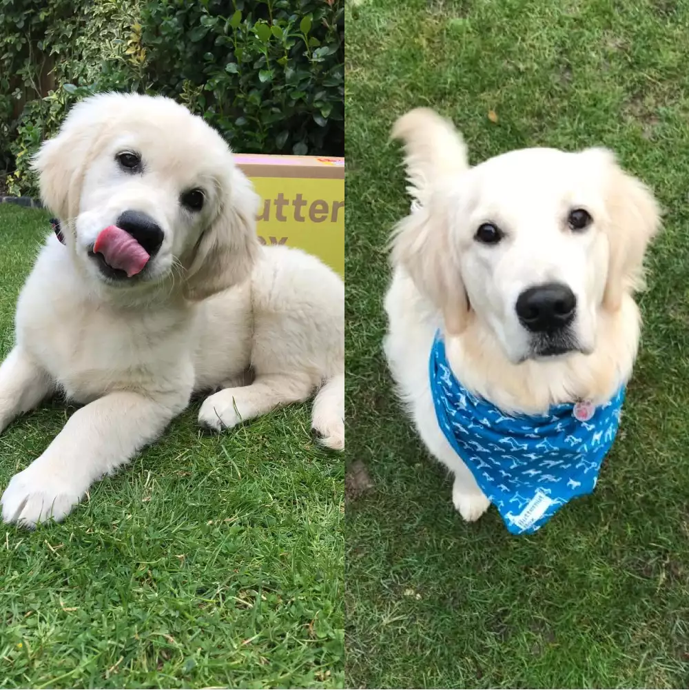 A diptych of April the labrador as a puppy and as an adult.