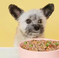 Bert the dog with a bowl of Butternut