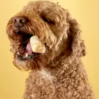 A dog eating a Pop Puff Crunch