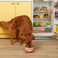 A dog eating a Butternut meal next to an open fridge with ingredients