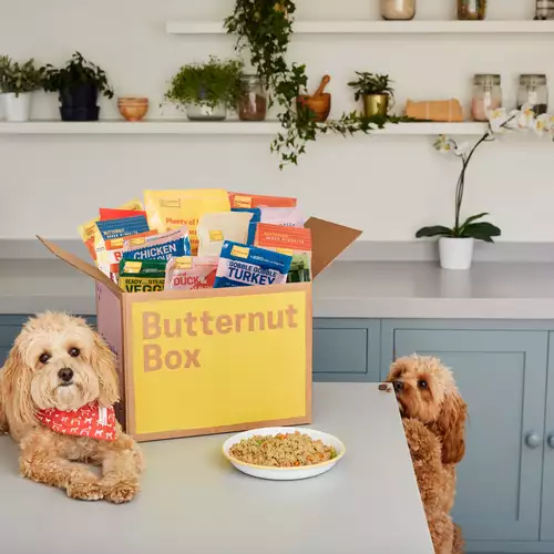 Bella the Cavapoo eagerly inspecting a box full of Butternut Box meals