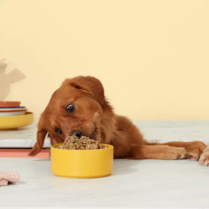 Dog ready to dig in a bowl full of Butternut yumminess.