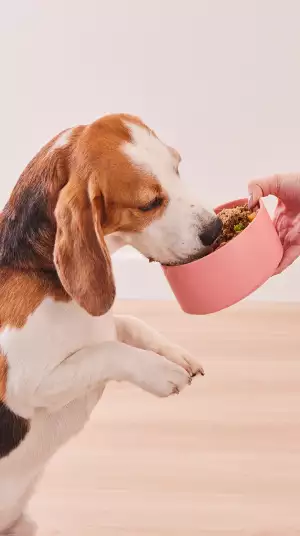 Een foto van een hond die opstaat om zijn maaltijd uit een roze voerbak te eten