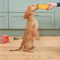 Een hond die opstaat om zijn bak Butternut op te eten