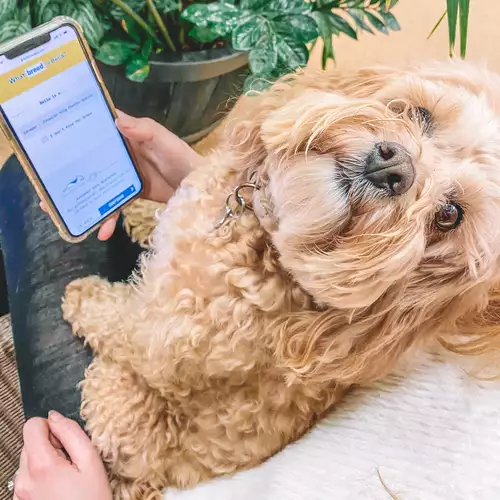 Bella the Cavapoo setting up her tailored plan in the Butternut Box website.