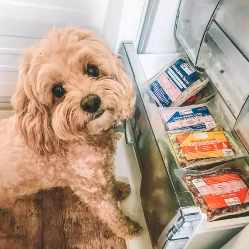 Bella the Cavapoo with a freezer full of Butternut Box meals