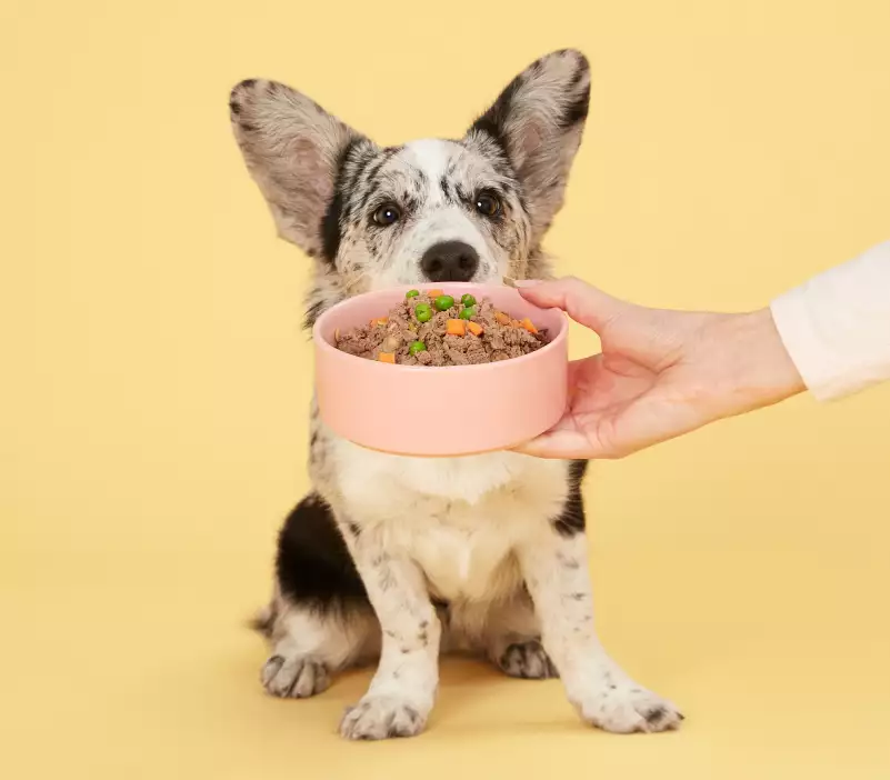 Een hond die ruikt aan een voerbak met een Butternut maaltijd
