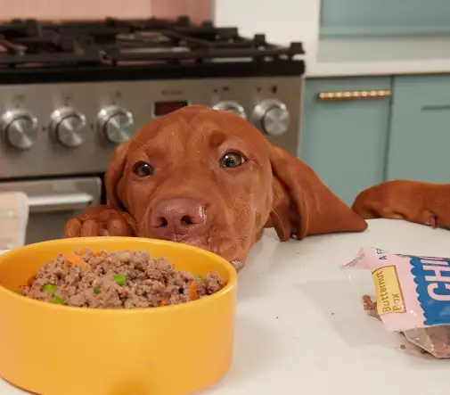 Een hond die ruikt aan een voerbak met een Butternut maaltijd