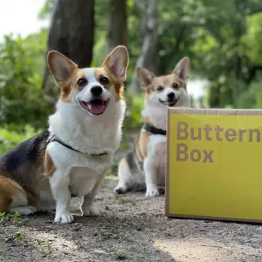 Two Corgies smiling at the camera in a park next to a Butternut box.