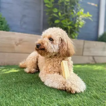A dog sitting down in a garden holding a Yonks bar between their paws, looking out to the left.