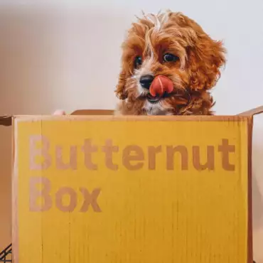 Een cavapoo in een Butternut Box met de tong naar buiten. 