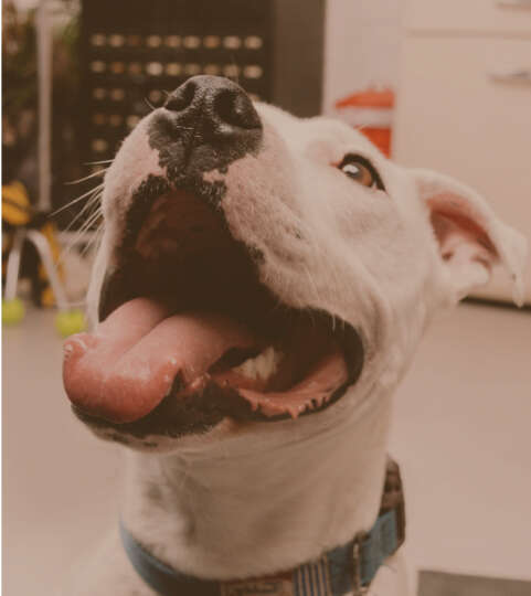 Rudie the Staffie looking happy and excited.