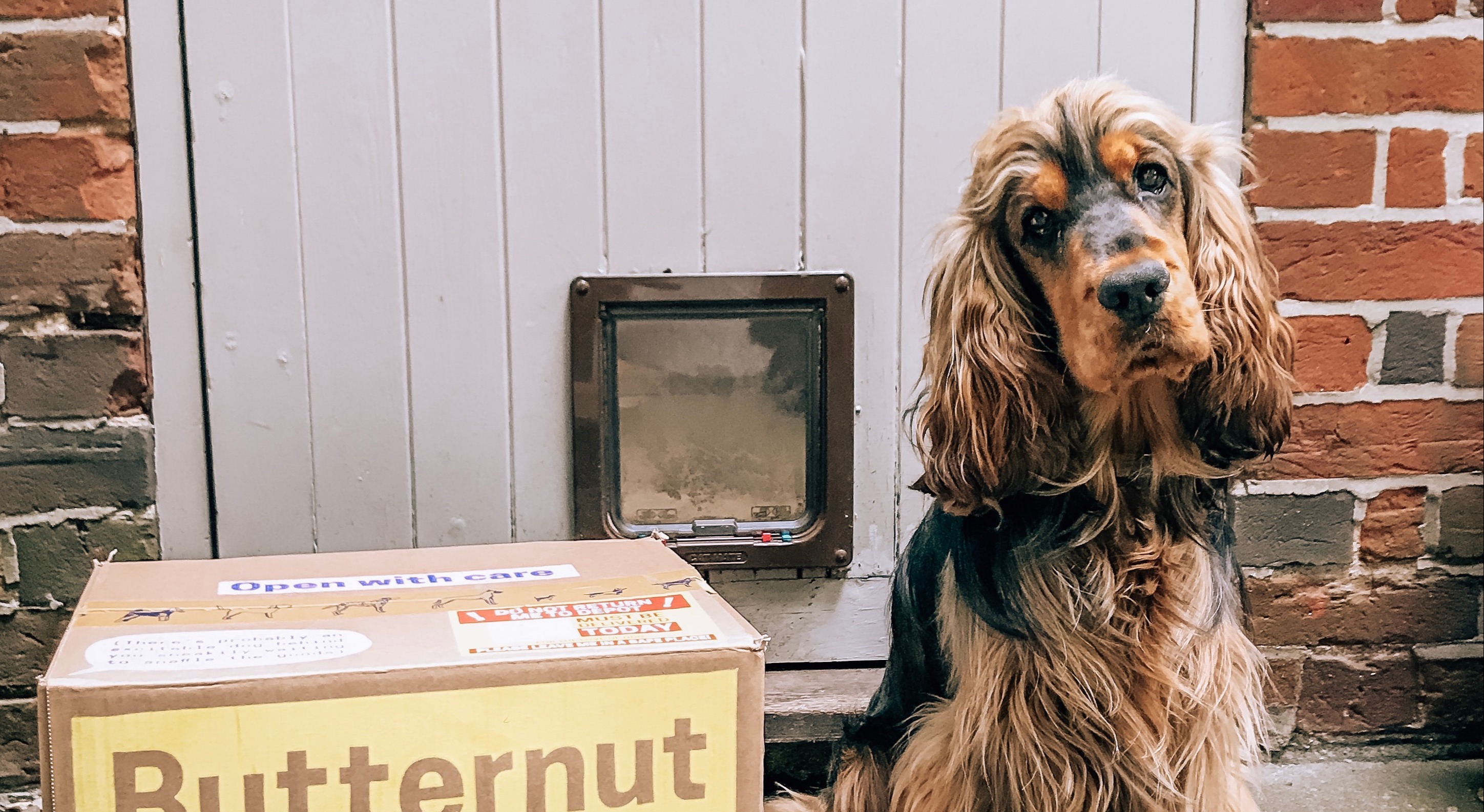 cocker spaniel image