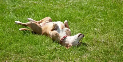 Dog rolling in poop