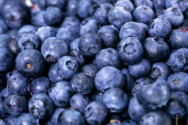 Can Dogs Eat Blueberries?