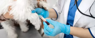 badania krwi psa
