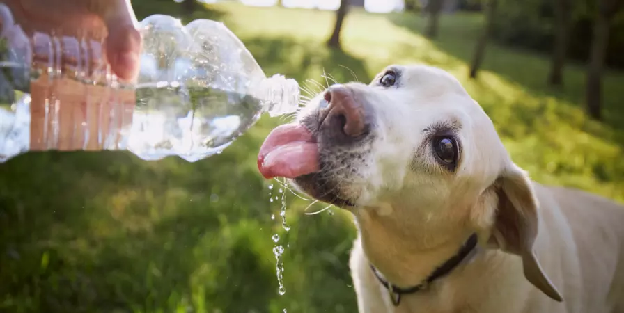 hond drinkwater