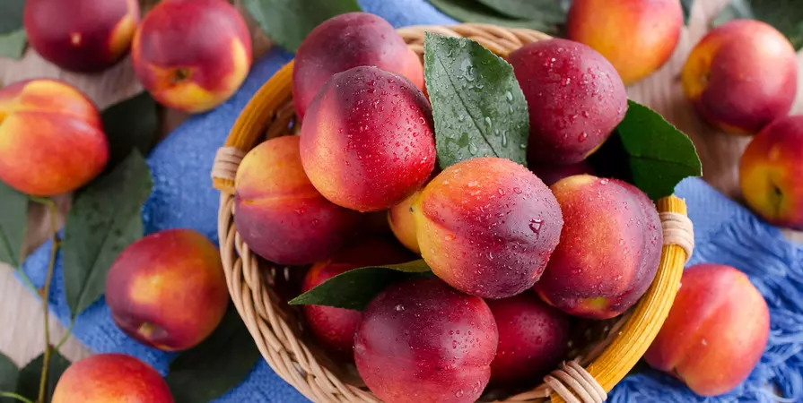 Can Dogs Eat Nectarines?