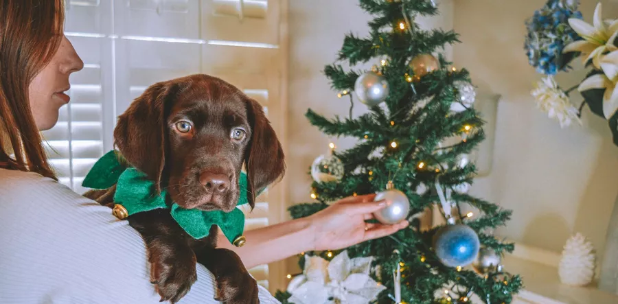 Decorating the Christmas tree with your dog