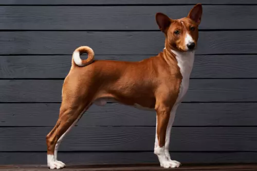 Basenji