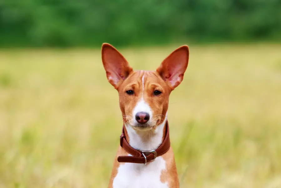 Basenji