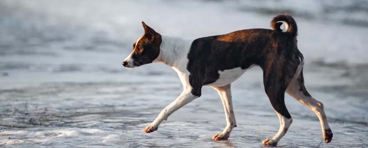 Basenji