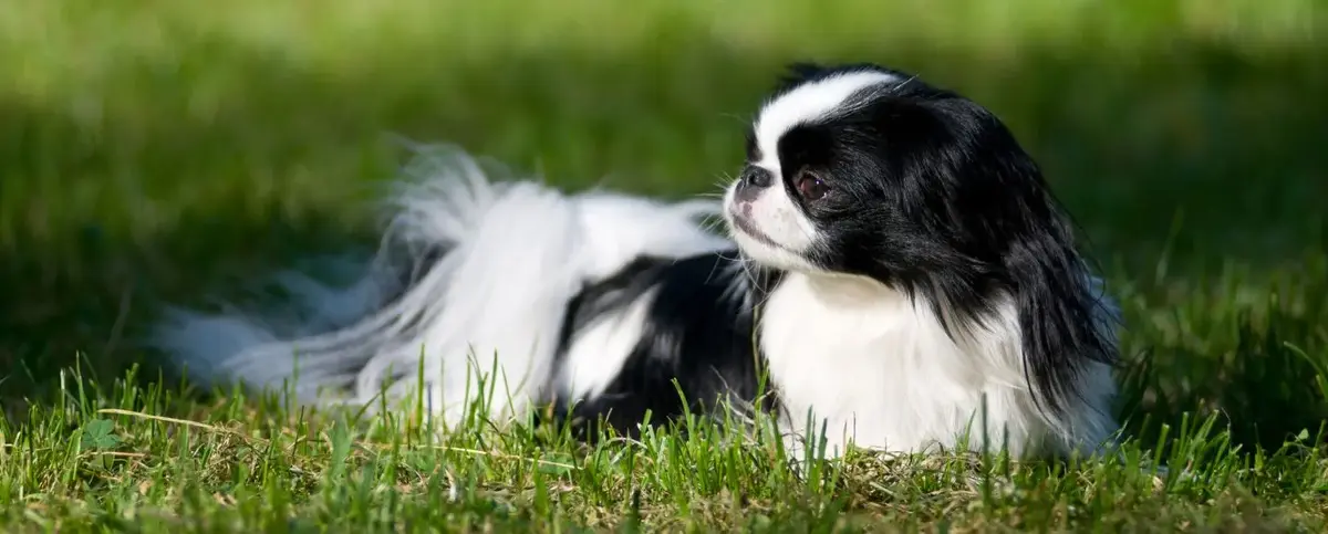 Japanese Chin