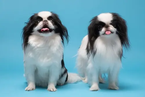 Japanese Chin