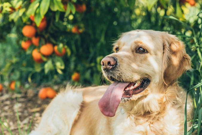 Mag een hond mandarijn eten