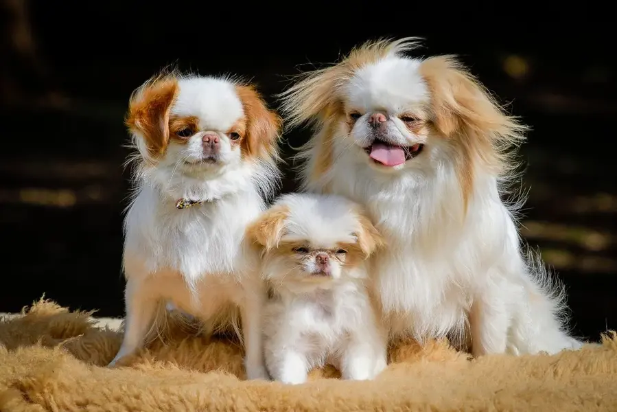 Japanese Chin