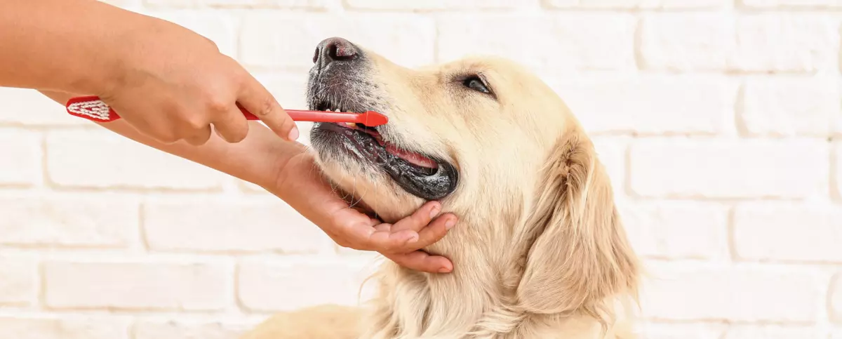 pasta szczoteczka do zębów dla psa