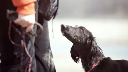 Czarny pies w czerwonej obroży patrzy uważnie na osobę trzymającą smycz.