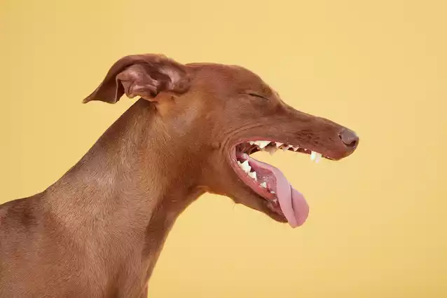 Eddie the dog sneezing