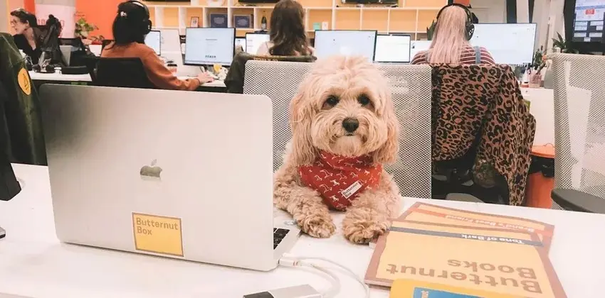 Ein kleiner, flauschiger, hellbrauner Hund mit rotem Halstuch sitzt aufmerksam vor einem Laptop an einem Büroschreibtisch, im Hintergrund arbeiten Menschen.