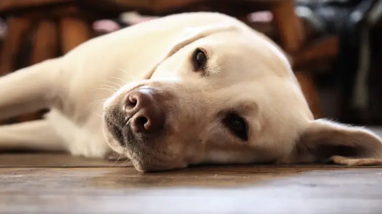 Pes plemene labradorský retrívr leží na boku na podlaze.
