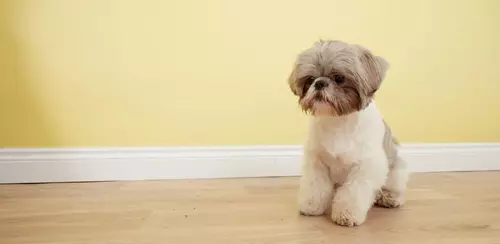 Cody the Shih Tzu