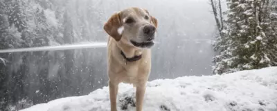 łapy psa zimą