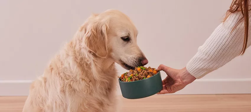 Golden Retriever and Butternut Box food