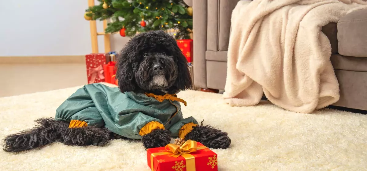 Christmas Gifts for Dogs 2024