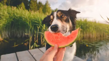 Pes na molu v letním prostředí čichá kousku melounu, který drží člověk.