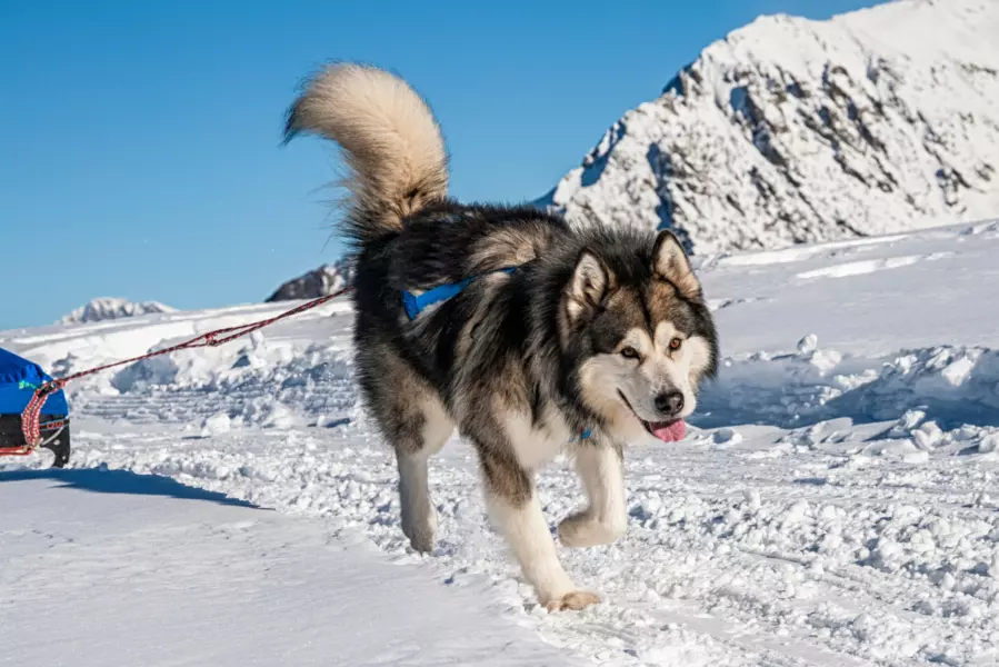 Alaskan Malamute