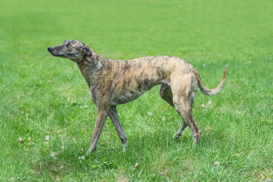 Greyhound
