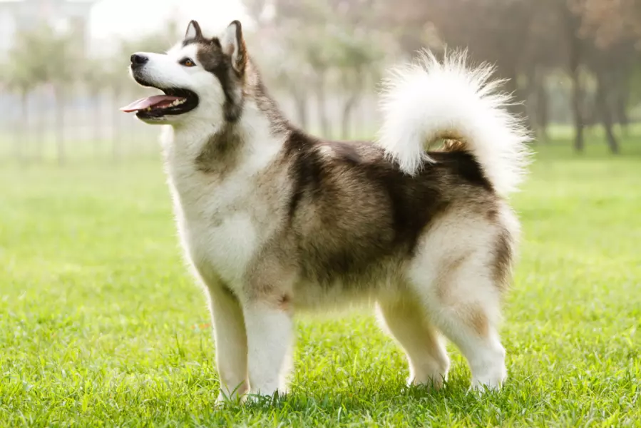 Alaskan Malamute