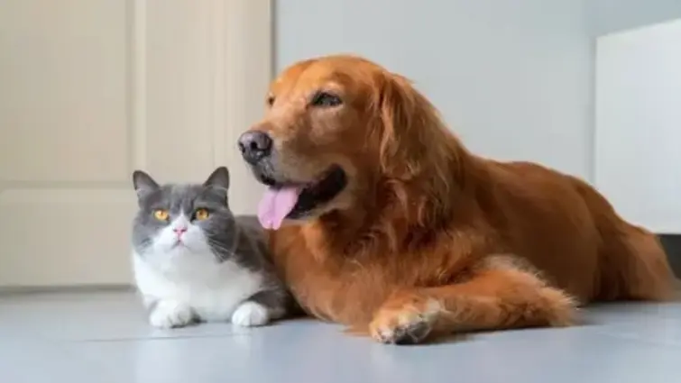Ein goldbrauner Golden Retriever liegt entspannt neben einer grau-weißen British Shorthair Katze auf einem hellen Boden.