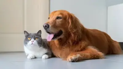 Ein goldbrauner Golden Retriever liegt entspannt neben einer grau-weißen British Shorthair Katze auf einem hellen Boden.