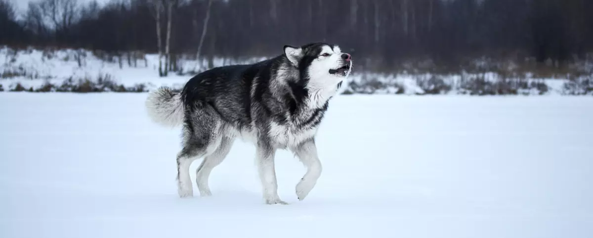 Alaskan Malamute