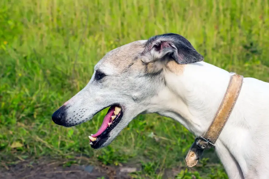 Greyhound