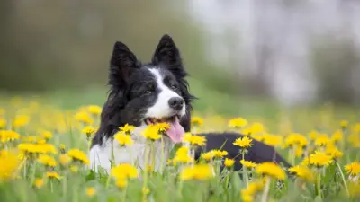 Dog sitting in flowers