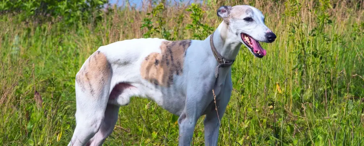 Greyhound