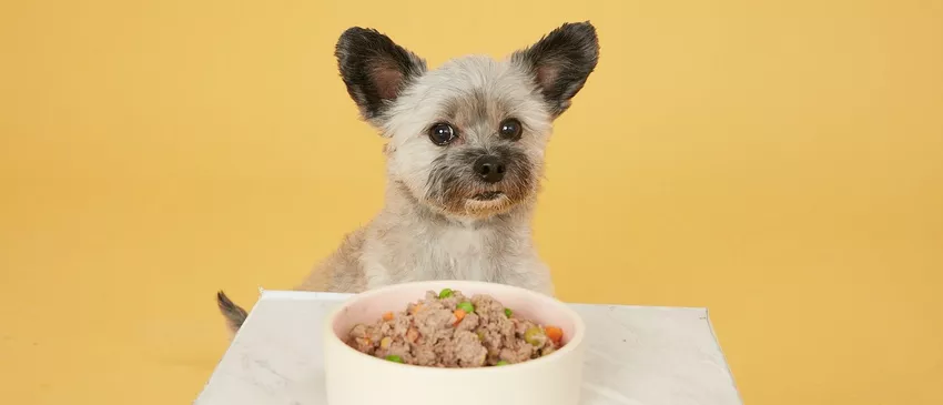 Bert the dog with grain free food